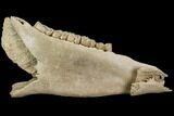 Fossil Horse (Equus) Jaw - River Rhine, Germany #125987-4